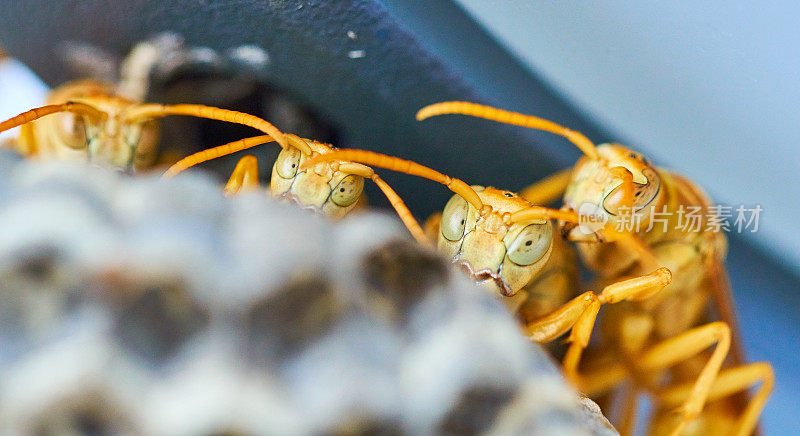 害怕黄蜂。Polistes hebraeus